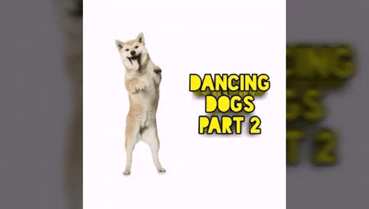 Funny dogs are dancing part 2