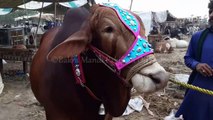 HEAVY SAHIWAL BULL SOLD IN LAHORE COW MANDI PAKISTAN - BAKRA MANDI PAKISTAN
