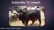 HEAVY Rajanpuri Bull Jorri for Sale in Cow Mandi 2018 for Qurbani Eid (2018)