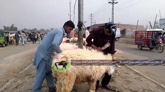 JANWAR KO MAAR MAAR K SAJANA EK ART - Kajla Chatra for Sale in Lahore 2017 - Shahpur Kanjra Mandi