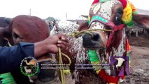 Jorri - Cow For Qurbani Eid 2017 - High DEMAND on Bakra Eid in Pakistan - App kiya lagain gy -