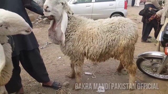 JUST APP K LIYE MUNDRAY - Kajla - Chatra aur Desi Bakra - 2017 - 2018 - Bakraeid in Pakistan