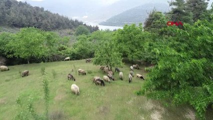 Bursa Bu Koyunlar Fabrika Üretimi Gibi Doğum Yapıyor