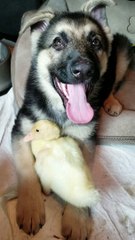 Rescued Dog and Duckling Become Best Friends