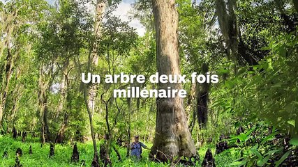 Un arbre vieux de 2624 ans a été découvert mais il risquerait de mourir à cause du changement climatique !