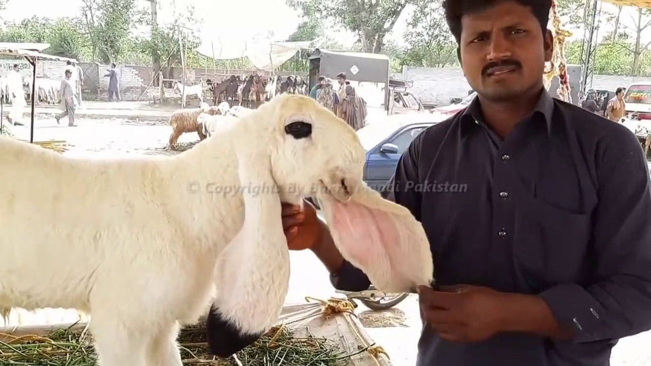 Kajla Chatra for Qurbani Eid 2018 - Lahore Bakra Mandi - Shahpur Kanjra (Long Video 2018)