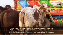 Karachi walay Dekh Lo Onko Maal Kahan Se Jaata Ha ! KHOBSORAT MAL MULTAN COW MANDI 2019 - 2020