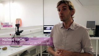 À la rencontre des chercheurs du Musée de l'Homme - Datation et caractérisation des matériaux archéologiques et sédimentaires