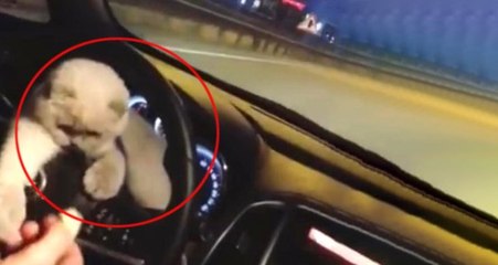 Kedisini Otomobilin Direksiyonuna Koyarak Yolculuk Yaptı
