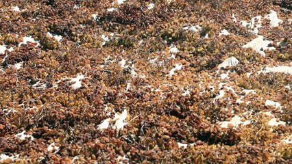 Kuru üzüm ihracatında 'Uzak Doğu' bereketi - İZMİR