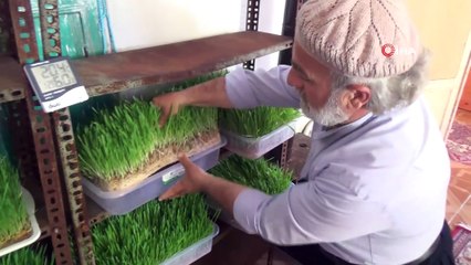 Arazide otlatamadığı hayvanları için topraksız yem üretti