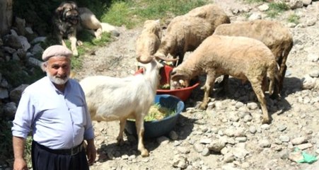 Arazide Otlatamadığı Hayvanları İçin Topraksız Yem Üretti