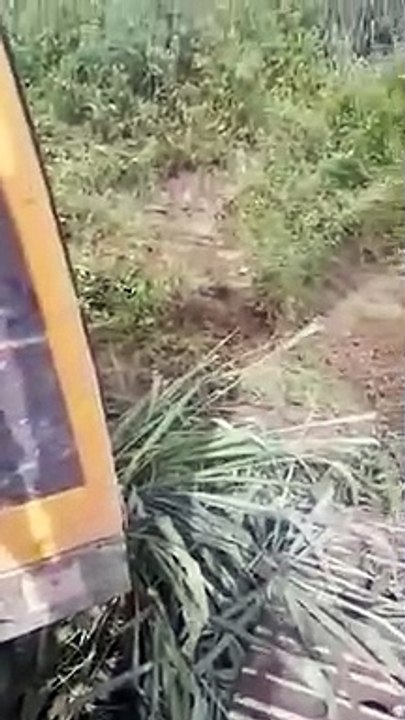 En plein travail, ces ouvriers découvrent un énorme anaconda dans un fossé