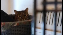 Création d'un refuge pour chats errants : la collecte de fonds toujours en cours