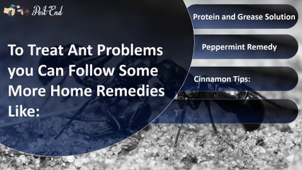 Tips to Get Rid of Ants from Your Home