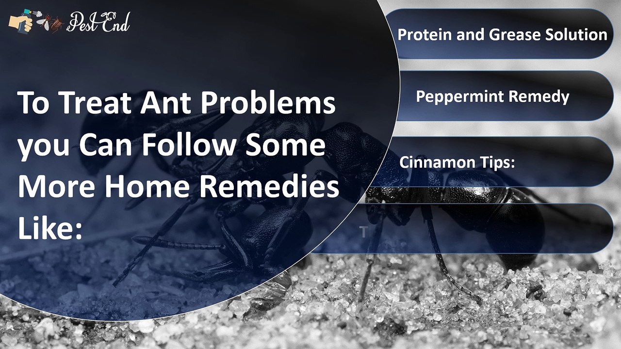 Tips to Get Rid of Ants from Your Home