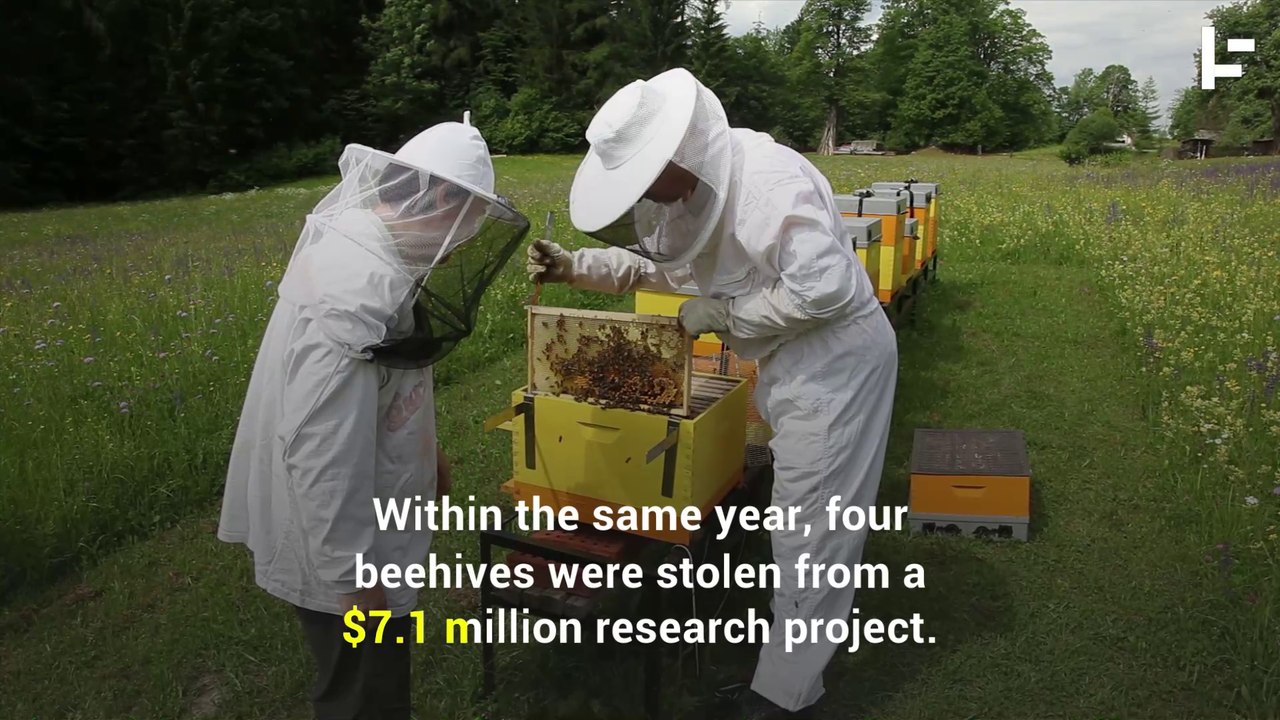 Honey Bee Theft is Becoming a Rising Problem