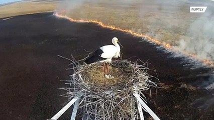 Bird's-eye view! CCTV captures rare stork's nest as fire sweeps through Amur region