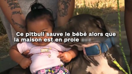 Ce pitbull sauve un bébé dans une maison en proie aux flammes !