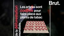 L'impact de la cigarette sur l'environnement
