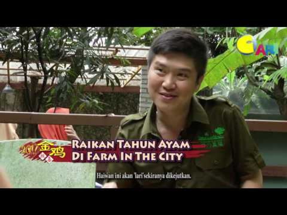 【CARI Video】 Raikan Tahun Ayam Di Farm In The City 1
