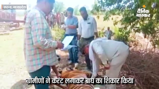 सतना में करंट लगाकर बाघ का शिकार; वन विभाग ने दो ग्रामीणों को हिरासत में लिया