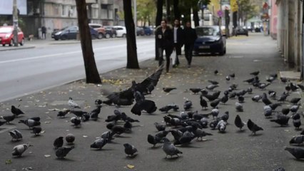 How pigeons have made cities their home?