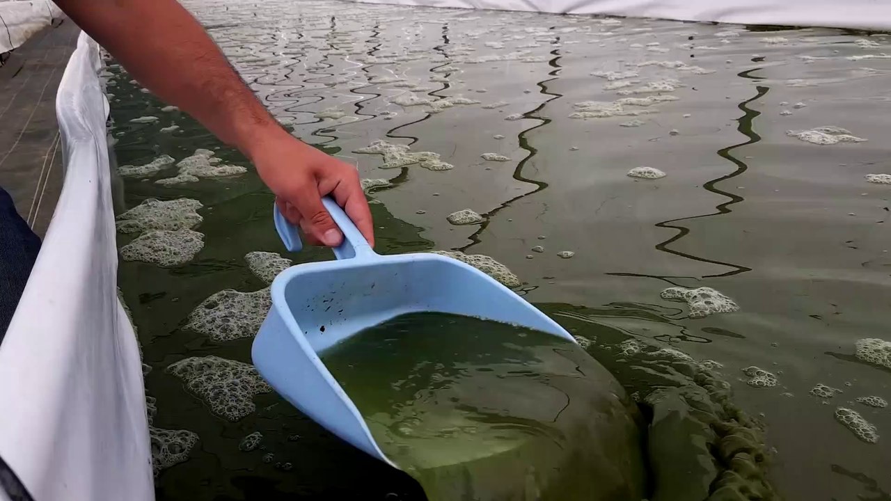 Découvrez la spiruline, l'algue naturelle "superaliment"