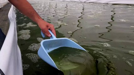 Découvrez la spiruline, l'algue naturelle "superaliment"