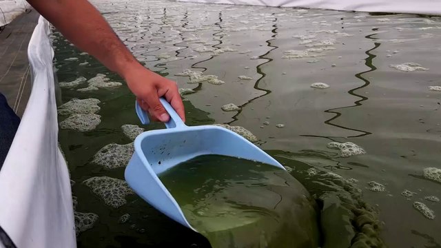 Découvrez la spiruline, l'algue naturelle superaliment
