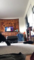 Un chat attaque une fille qui veut se cacher dans une valise