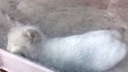 Boş Dükkanda Mahsur Kalan "Sakız"I İtfaiye Ekipleri Kurtarıldı