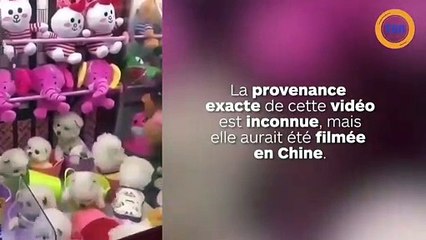 Des chiens vivants peuvent être remportés dans cette machine attrape-peluche !