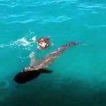 Une tortue se défend face à un requin grâce à sa carapace