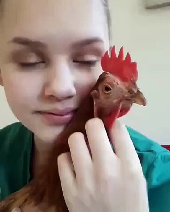 Ce coq aime beaucoup qu'on lui donne des câlins. Trop chou !