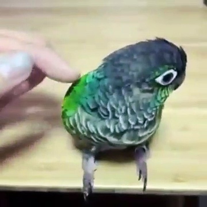 Quand une perruche est accro aux caresses, elle fait tout pour en recevoir !