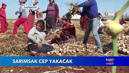 Sarımsak Fiyatları Cep Yakacak