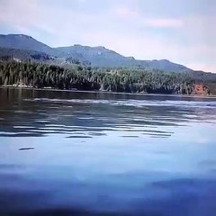 Quand des Dauphins font une course, voici ce que ça donne. Splendide !