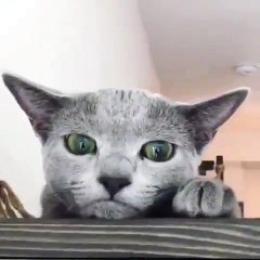 L'expression de ce chat donne la chair de poule. Cute !