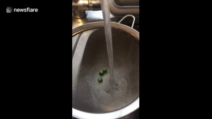 Tap water holds peas in place in weirdly hypnotic display
