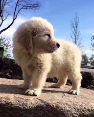 Ce splendide chiot a une fourrure extraordinaire, on dirait un petit mouton !