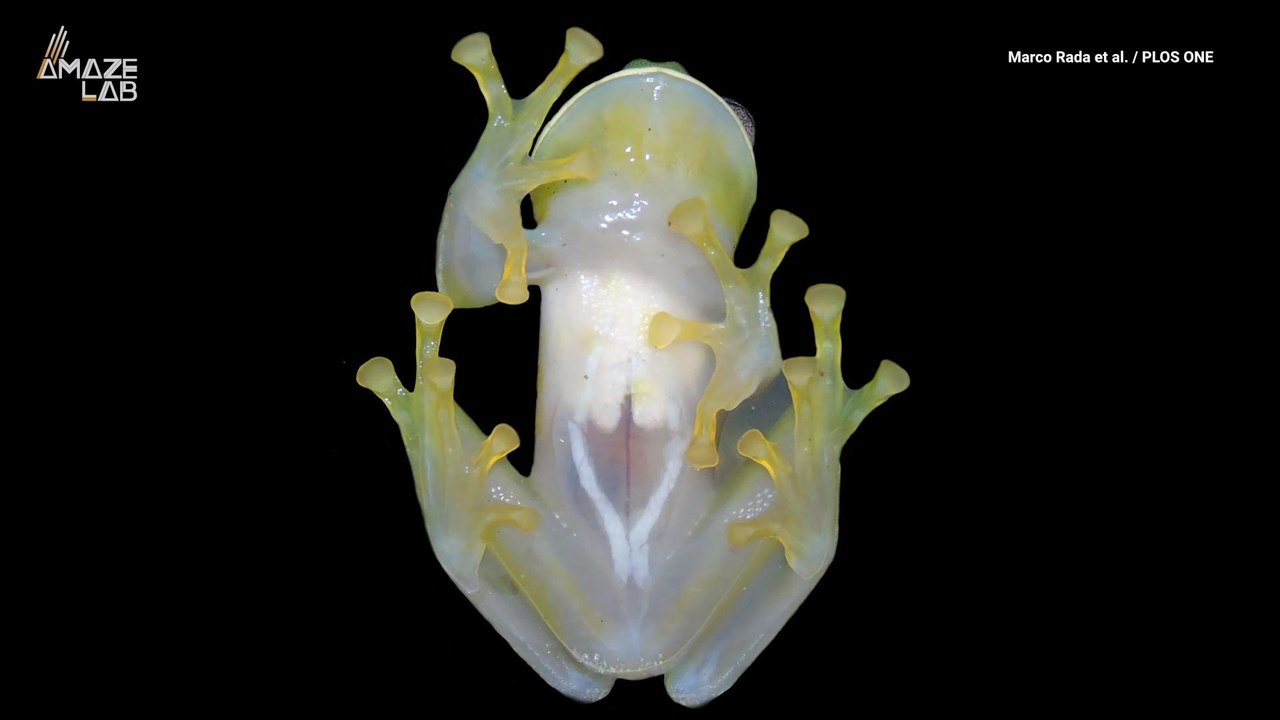 New See-Through Frog Species Discovered From Its Unique Sound