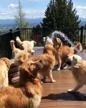 Quand des goldens ont très soifs, voici ce que ça donne !!