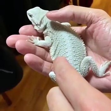 Ce gecko n'aime pas du tout qu'on le chatouille. Regardez sa réaction !