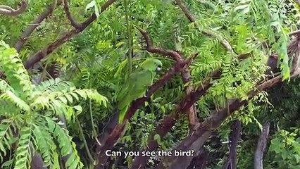 Things we see in Costa Rica #11