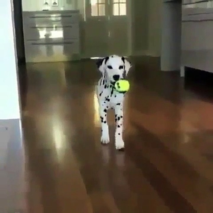 Ce chien va illuminer votre journée. Admirez !