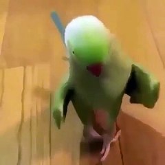 Quand un perroquet fait le " Cat Walk". A mourir de rire !
