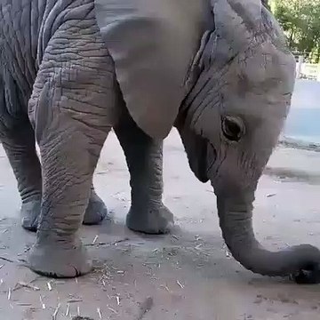 Un superbe éléphant qui mange tout seul avec son museau. Trop chou !