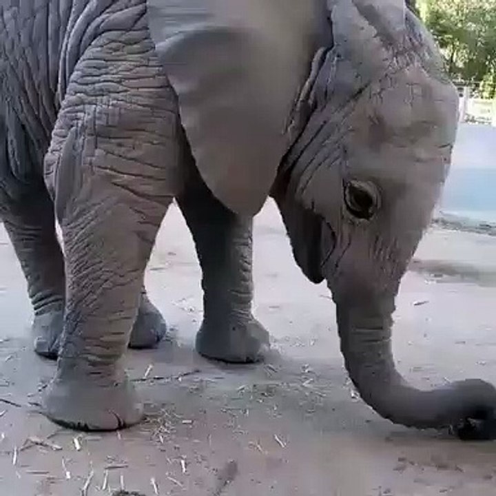 Un superbe éléphant qui mange tout seul avec son museau. Trop chou !