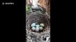Mother bird lays and hatches eggs in resident's potted plant